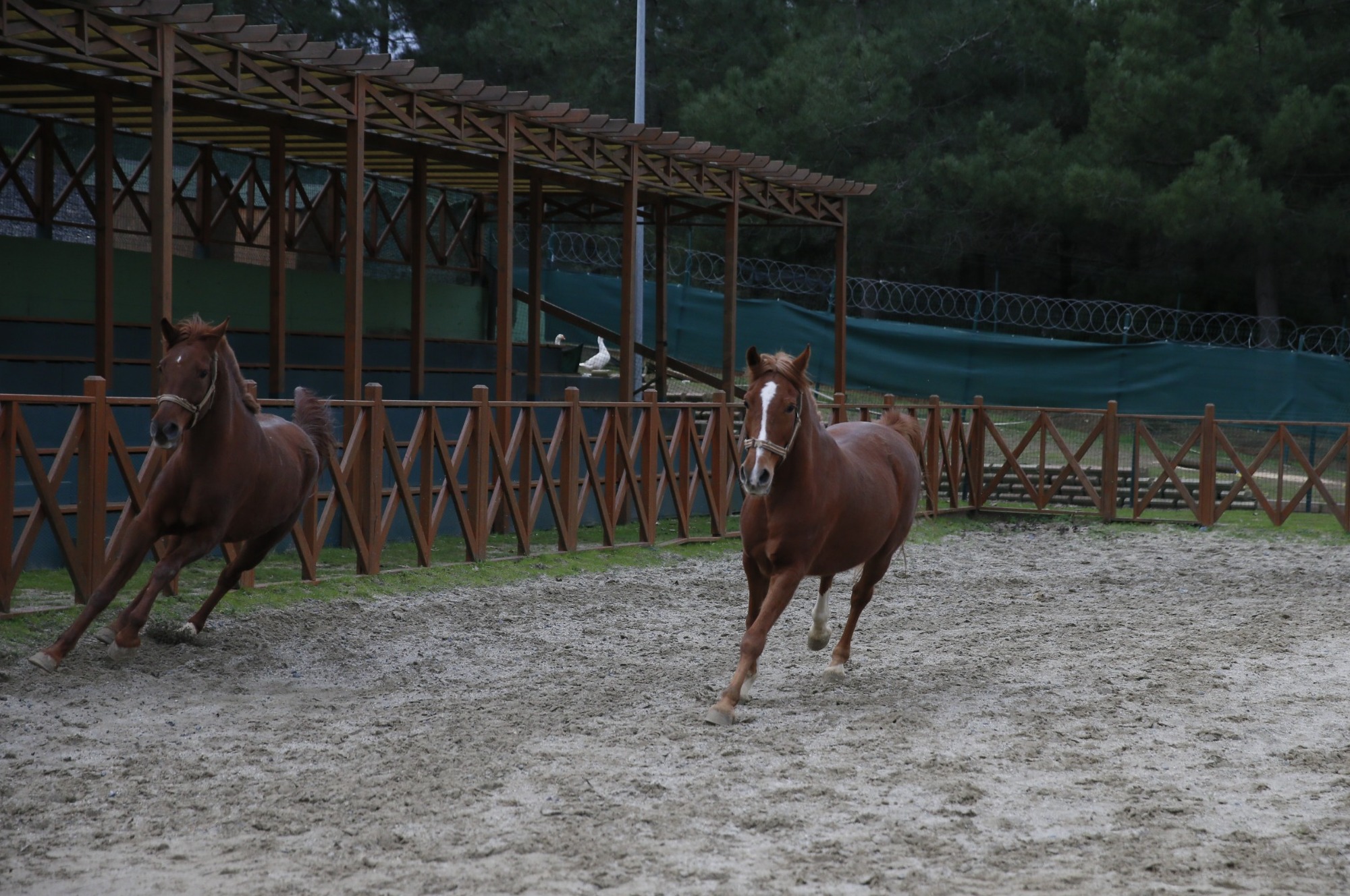 Sultangazi Belediyesi Binicilik Tesislerindeki Atların Bakımı Özenle Yapılıyor
